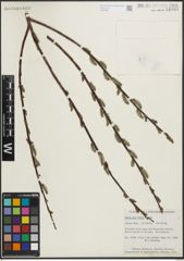 Foto von Salix planifolia Pursh